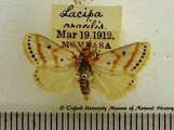 Lacipa gracilis